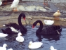 Black Swans and White Call Ducks