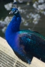 Black Shouldered Peacock
