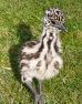 Emu Chick(2 weeks)