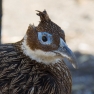 Female Monal Pheasant