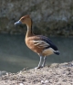 Fulvous Whistling Duck