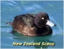 New Zealand Scaup