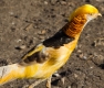 Yellow Gold Pheasant