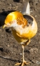Yellow Gold Pheasant