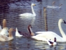Trumpeter & Whooper Swans