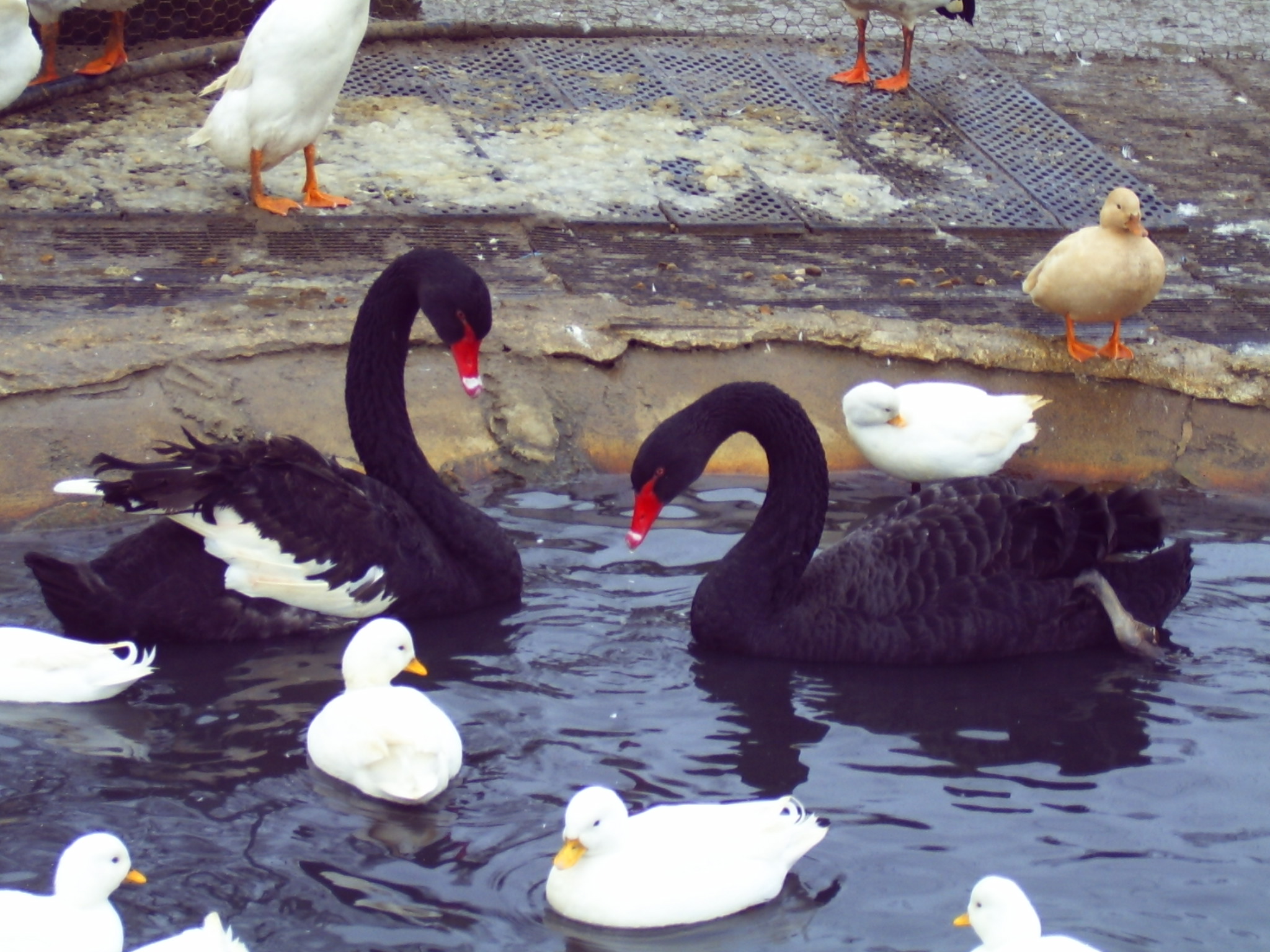 Image of logo for Anglia Wild Fowl website, the leading wildfowl breeder in Suffolk.
