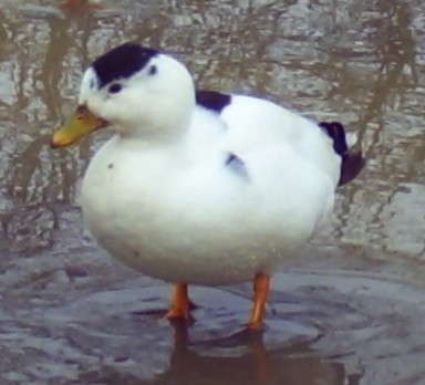 Image of a Magpie Call Male