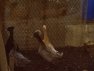 3 Crested Ducks