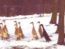 American Fawn & White Runners