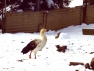 Andean Goose