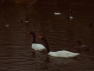 Black Neck Swans