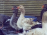 Buff & Grey Toulouse