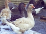Buff & Grey Toulouse