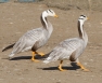 Barheaded Geese