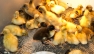 Ducklings
