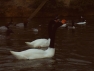 Black Neck Swans