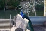 Black Shouldered Peacock