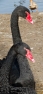 Black Swans