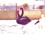 Black Swans