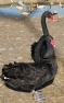Black Swans