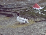 Blonde European Pintail