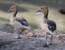 Blonde Fulvous Treeduck