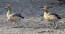 Blonde Fulvous Treeduck