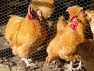 Buff Orpington