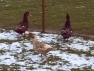 Buff Rippled Muscovy