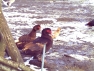 Chocolate Muscovy