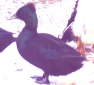 Crested Black East Indian