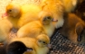Crested Duckling