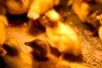 Crested Duckling