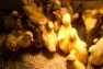 Ducklings