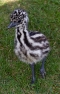 Emu Chick(2 weeks)