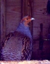 English Partridge