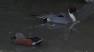 European Pintail & Argentine Red Shoveller
