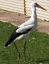 European White Stork