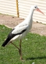 European White Stork