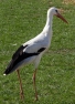 European White Stork