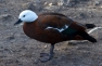 Female New Zealand Shellduck