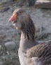 Female Toulouse