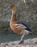 Fulvous Whistling Duck