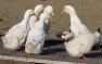 German Pekin
