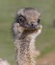 Grey Rhea
