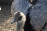 Grey Rhea