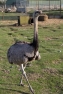Grey Rhea