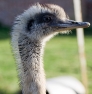 Grey Rhea