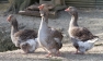 Grey Toulouse