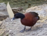 Hartlaub Duck